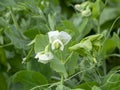 Blooming peas, agriculture. White flowers close up. Macro