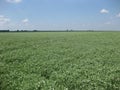 Blooming peas in the field. Flowering of legumes. Flowers of peas