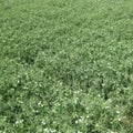 Blooming peas in the field. Flowering of legumes. Royalty Free Stock Photo