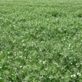 Blooming peas in the field. Flowering of legumes. Flowers of Royalty Free Stock Photo