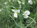 Blooming peas in the field. Flowering of legumes. Flowers of peas