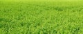 Blooming peas field. Green grass background texture. Wide photo