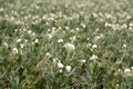 Blooming peas on the field