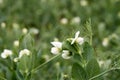 Blooming peas on the field