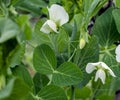 Blooming peas in the garden
