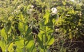 Blooming Peas growing in the garden