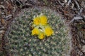 Blooming Pediocactus simpsonii Simpson`s Foot Cactus