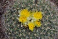 Blooming Pediocactus simpsonii Simpson`s Foot Cactus