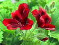 Blooming pelargonia Royalty Free Stock Photo