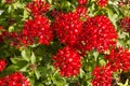 Blooming Pentas flowers Royalty Free Stock Photo