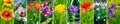 Blooming peonies, dandelions and other spring flowers. Panoramic collage. Wide image Royalty Free Stock Photo