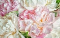 Blooming peonies