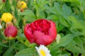 Blooming peonies, irises and daisies on the background of garden greenery