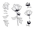 Paeonia. Blooming peony set of black contour drawings. Peony`s p