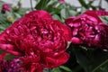 Blooming Peonies on the sunny day in the garden