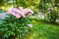 Blooming peony bush with pink flowers in the garden