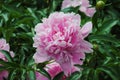 Blooming peony closeup in summer garden