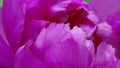 Blooming peony (Moutan) with dark pink petals. Royalty Free Stock Photo