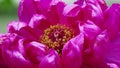 Blooming peony (Moutan) with dark pink petals. Royalty Free Stock Photo