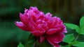 Blooming peony (Moutan) with dark pink petals. Royalty Free Stock Photo