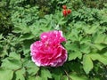 Blooming Peony in Slender West Lake Resort in Yangzhou