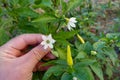 blooming peppers in the garden, pepper flower, pickled hot pepper, hot pepper for sauce