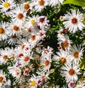 Blooming perennial chamomile.Floral background.