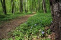 Blooming periwinkle in forest