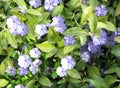 Blooming periwinkle. Spring garden flowers. Beauty of nature.