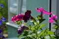 Blooming petunia with beautiful purple and pink flowers. Balcony