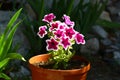 Blooming petunia flowers