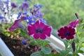 Blooming petunia and lobelia in flower pot. Balcony greening