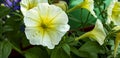 Blooming Petunia