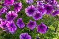 Blooming Petunia purple close-up