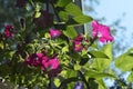 Blooming petunia in warm sunny day. A lot of beautiful flowers would make your balcony a small urban garden Royalty Free Stock Photo