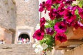 Blooming petunias against the backdrop