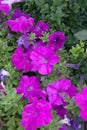 Blooming petunias on the flower bed. Close up view lots of petunia flowers