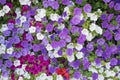 Blooming petunias in pink purple and white colors