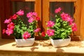 Blooming petunias in the window