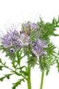 Blooming phacelia