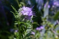 Phacelia tanacetifolia is a species of phacelia known by the common names lacy phacelia