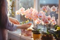 Blooming Phalaenopsis orchid cared for by a woman\'s hands at the window