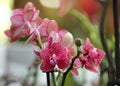 Blooming phalaenopsis orchid in a greenhouse