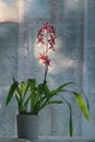 blooming phalaenopsis orchid in a room planter on a table against a curtain background Royalty Free Stock Photo