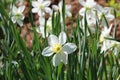 Blooming pheasant daffodil - narcissus poeticus flower, selective focus Royalty Free Stock Photo
