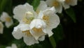 Blooming Philadelphus coronarius