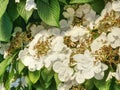 Blooming Philadelphus flowers in garden. Sweet smell