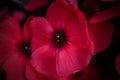 Blooming phlo. Phlox paniculata, fall phlox, garden, perennial or summer phlox. Bright red flowers close-up on a dark Royalty Free Stock Photo