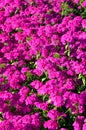 Phlox drummondii flower in outdoor garden Royalty Free Stock Photo