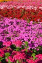 Phlox drummondii flower in outdoor garden Royalty Free Stock Photo